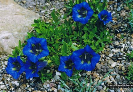 gentian flower