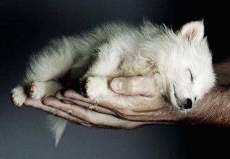 Hand Full Of Love  {Nannouk} Tony - dogs, wolf, tony, nannoul, other, animals