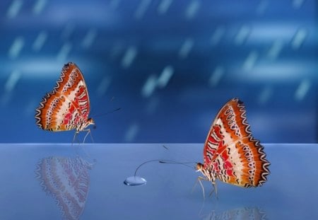 Butterflies_and_the_Rain - animal, blue, butterflies, rain