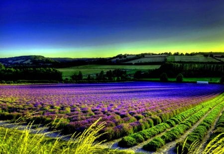 FIELD of LAVENDER - field, trees, spikes, lavender