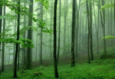 Cool â™¥ Green Forest - nice, fresh, dewy, cool