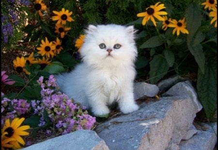 White Fluffy Kitten - garden, fkuffy, cat, kitten