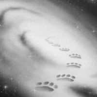 Galaxy of Paws