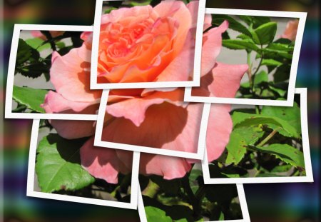 ♥ Lovely Rose ♥ - roses, abstract, frame, summer, collage, rose, framed rose, summer rose