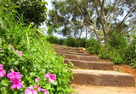 Mountain Trail - trail, grass, flower, mountain, tree