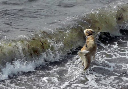 Rafi and the wave! - lurchers, nature, dogs, sea, salukis, wave, animals