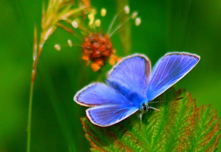 Butterfly of Wales - leaves, green, butterfly, blue