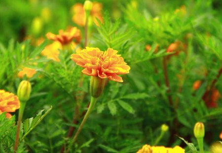 Yellow Flowers - flowers, many, yellow, green