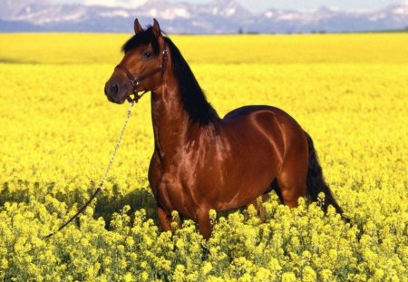 IN A SEA OF GOLD - flowers, horizons, yellow, horses, fields, mountains, animals