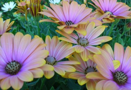 EDGE OF SUNSHINE - daisies, flowers, gerberas, lavender, mauve, gardens, plants, gold