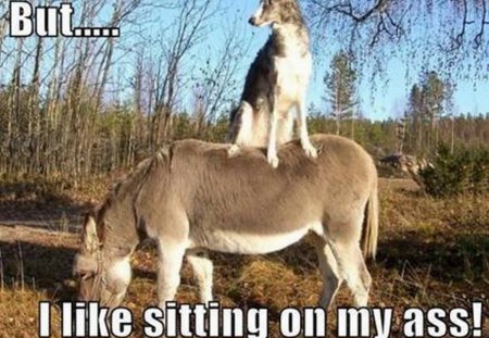 ASS SITTER - ass, donkey, sitting, dog