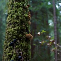 Tree Moss and Mushrooms