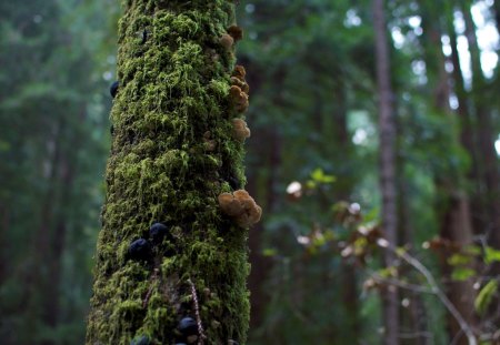 Tree Moss and Mushrooms - mushrooms, forest, moss, tree, green