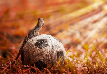 DID I MISS THE GAME, THEN? - sports, critters, ball, soccer, sunrays, football, lizards, grass, reptiles