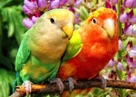 Two feathered friends - nice, tropics, buddies, animals, colorful, pretty, blossoms, feather, tree, garden, birds, blooming, branches, park, lovely, nature, forest, parrots, beautiful, friends