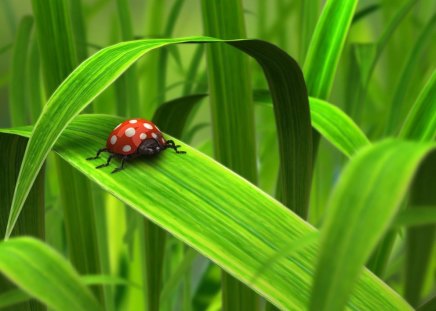 Ladybird on the grass - greenery, summer, grass, sweet, animal, green, cute, adorable, ladybird