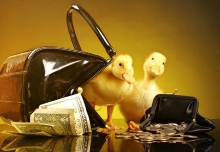 Money counters - purse, funny, animals, duck, richness, yellow, reflection, friends, bag, money, dollars, businessmen, fluffy