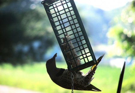 Northern Flicker - wildlife, bird, northern flicker, nature, birds