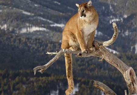 Puma - puma, up, tree, sits