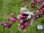 GREY TREE FROG.