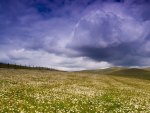 a daisy field in the sperrin mountains