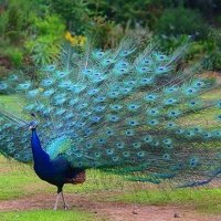 peacock