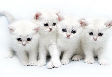 fluffier, white and sweet - sweet, cat, animals, fluffy