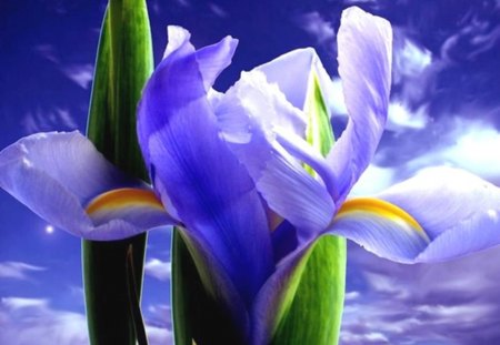 soft purple - flower, photo, beautiful, sky