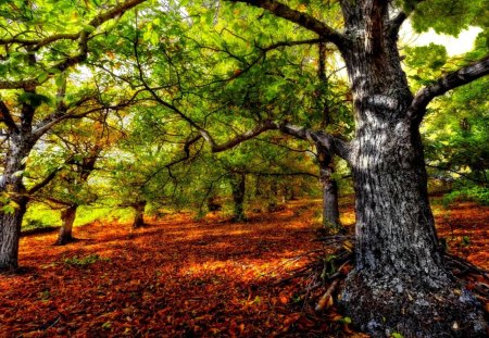 beautiful forest hdr - leaves, trunk, hdr, forest