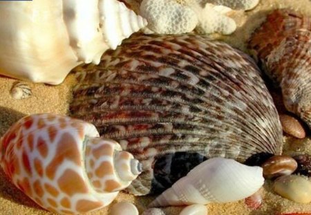 sea ​​world - tiger color, shells, nature, sea, snail