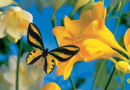 GOLDEN YELLOW - lilies, wings, gardens, black, yellow, insects, striped, flowers, butterflies