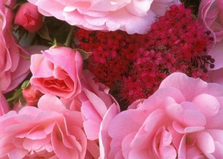 ROSY RED - roses, blossoms, petals, blooms, pinks, flowers, reds