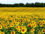 Sunflower sea