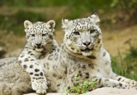 Resting Snow Leopards - leapards, resting, cute, cats