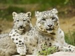 Resting Snow Leopards