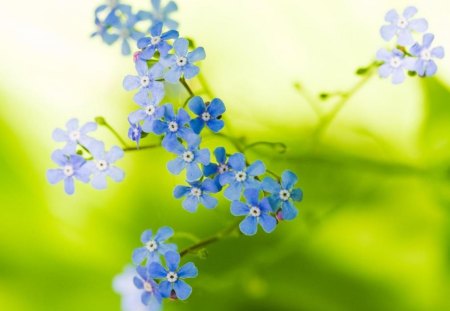 JUST A KISS OF BLUE - miniature blooms, blues, photography, lime green, backgrounds, flowers