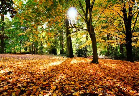 Beautiful Autumn Forest - beauty, autumn, forest, sun, beautiful, tree