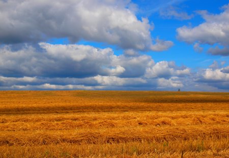 Pole - sky, field, niebo, pole