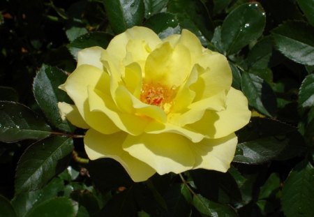 yellow rose - beauty, paradise, tags, seagull