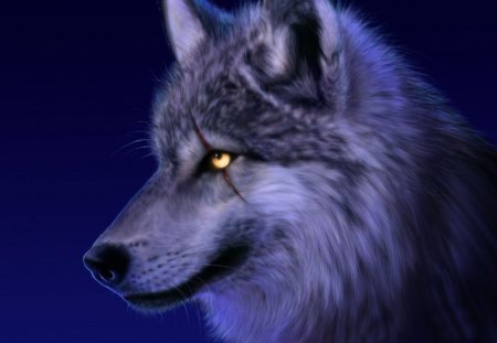 Wolf - wolf, animals, blue, beautiful