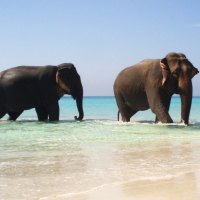 Elephant Pair on the Beach