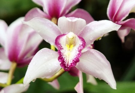 beauty-orchid - tags, nature, beauty, paradise