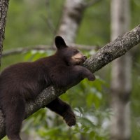 Bear Sleeping in the Tree