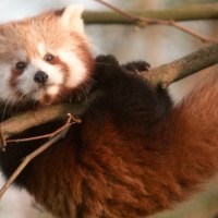 Cute Red Panda Cub