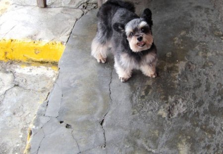 Cute dog - cute, dog, seafood shop, seaside