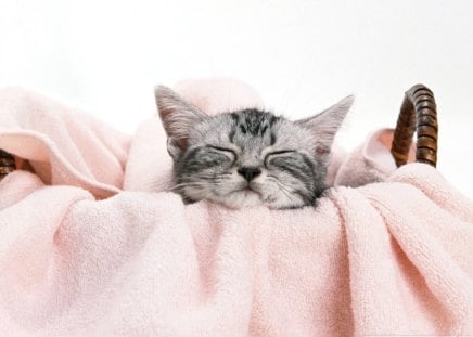 Kitten sleeping in the laundry basket - laundry basket, pet, kitten, cute, adorable, pink, cat