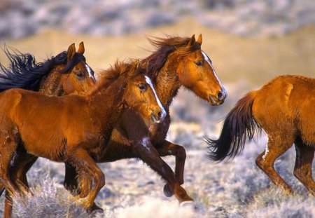 Horse herd running in water - water, herd, running, horses, horse