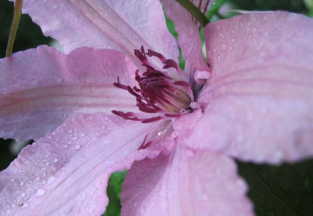 The Middle - flower, petals, center, purple