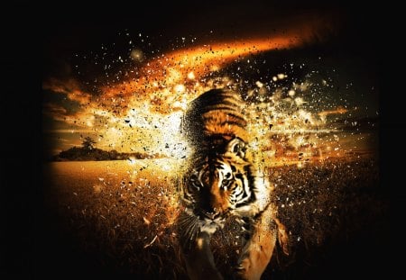 JUNGLE EXPLOSION - animal, jungle, orange, tiger, wild