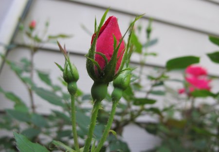 The Beginning - beginning, life, rose, flower